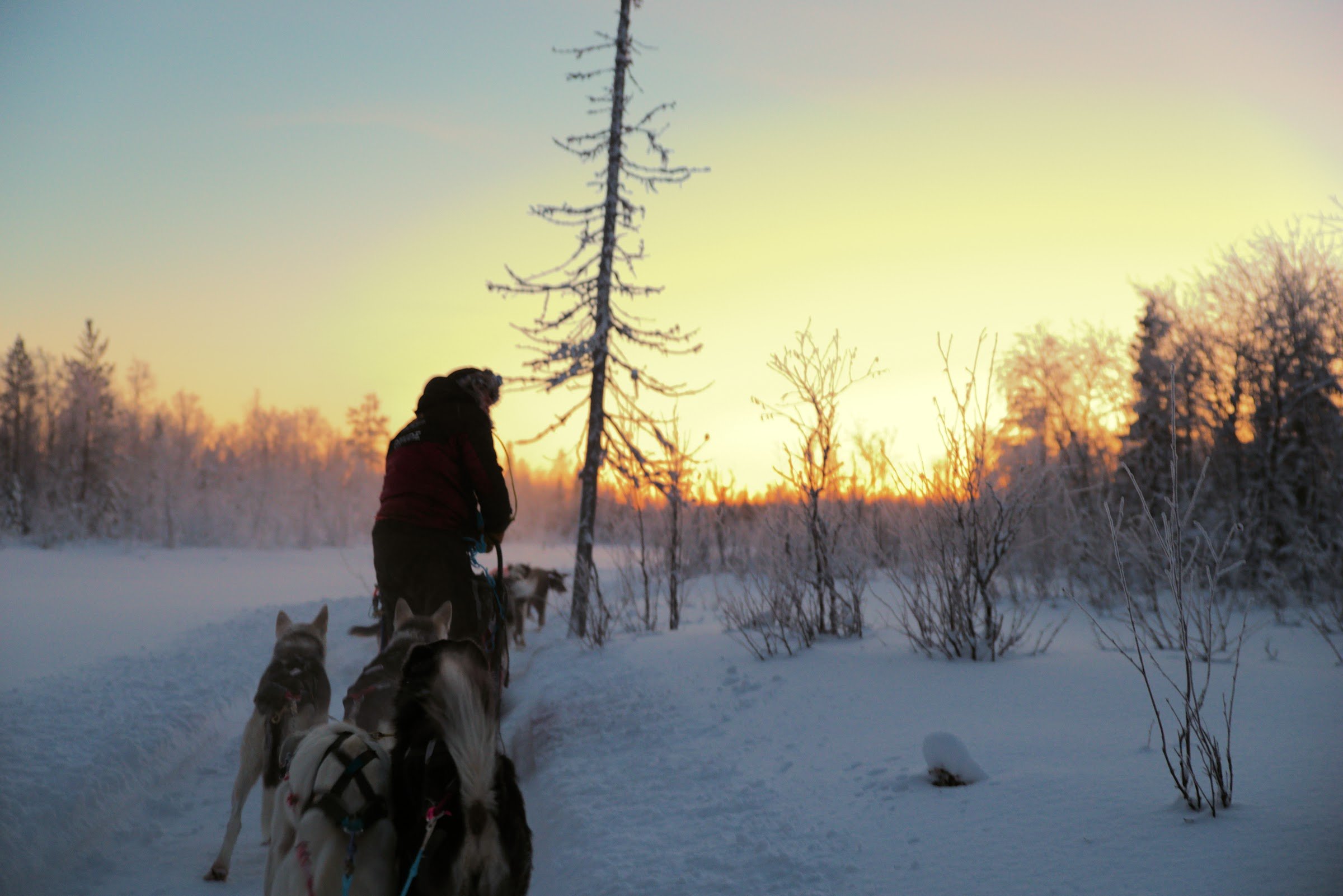 Grand Arctic Resort Husky Kennel